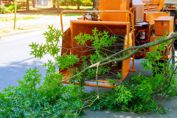 Best Palm Tree Trimming  in Bear Creek Ranch, TX