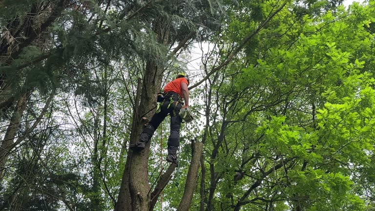 Best Utility Line Clearance  in Bear Creek Ranch, TX