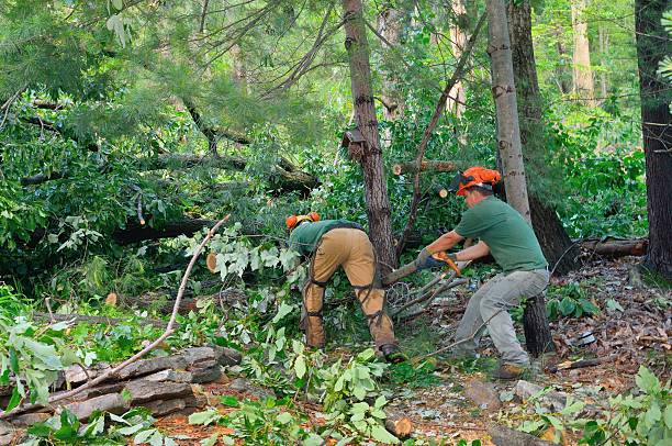 Best Landscape Design and Installation  in Bear Creek Ranch, TX