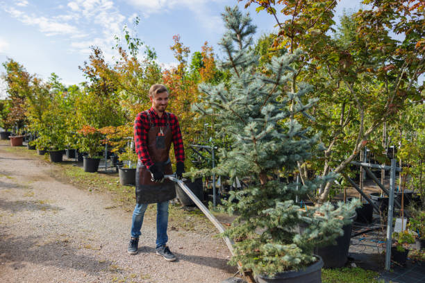 Best Tree Cabling and Bracing  in Bear Creek Ranch, TX